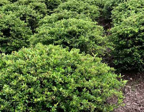 火棘球是常绿的植物吗？，火棘球是常绿还是落叶植物