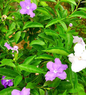 虎头茉莉花种子多久发芽，双色茉莉种子是怎样的