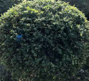火棘球是常绿的植物吗？，火棘球是常绿还是落叶植物