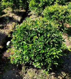 火棘球的种植要求，火棘球百度百科