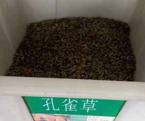 孔雀草种子催芽技术，孔雀草种子种植方法视频