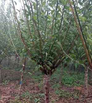 红梅的种植管理，红梅果种植方法