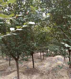 红梅的种植管理，红梅果种植方法