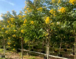 公分黄花槐价格，黄花槐5公分价格