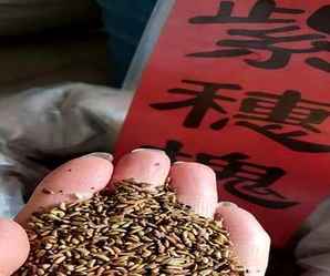 紫穗槐种子一斤多少粒，紫穗槐带壳种子多少钱一颗