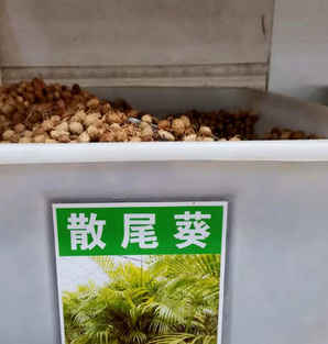 凤尾竹种子播种，凤尾竹种子播种