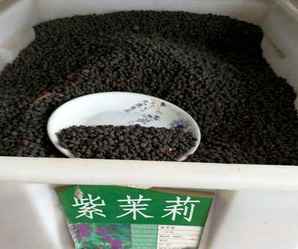 紫茉莉种子批发价多少，紫茉莉种子市场价格多少钱一斤