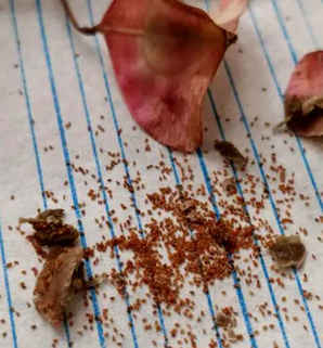 秋海棠花种子，秋海棠花打种子的养殖方法