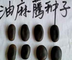 油麻藤种子，油麻藤种子怎么种植