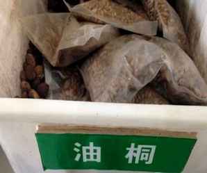 油桐种子，油桐种子多少钱一斤