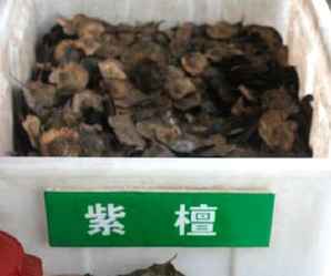 紫檀种子图片，紫檀种子
