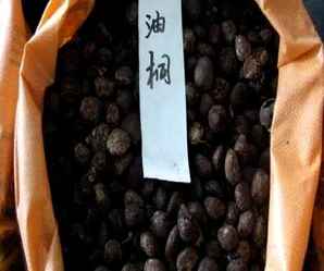 油桐种子，油桐种子多少钱一斤