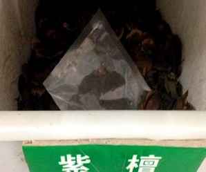 紫檀种子图片，紫檀种子