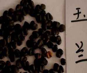 玉兰种子可以吃吗，玉兰种子