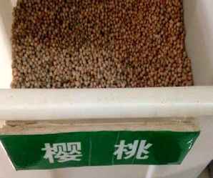 樱桃种子出售，樱桃种子