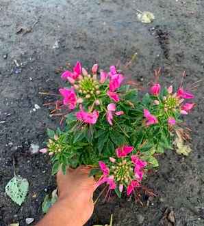 醉蝶花批发价格，江西醉蝶花批发