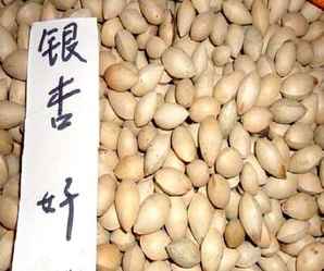银杏种子，银杏种子发芽