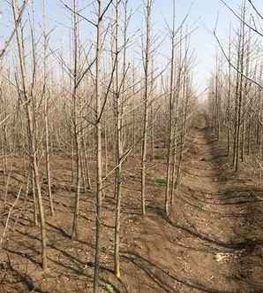 银杏树种植条件和方法，银杏树种植用什么土