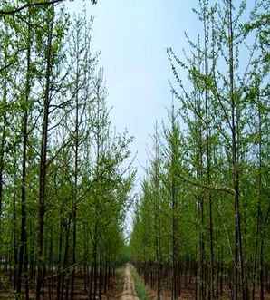 银杏树种植条件和方法，银杏树种植用什么土