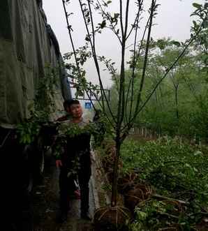 西府海棠什么时候开花，西府海棠实生苗能开花吗