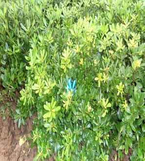 七里香是什么植物？，七里香是什么植物原名是什么