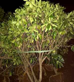 七里香是什么植物？，七里香是什么植物原名是什么