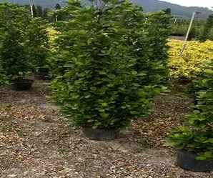 火山榕植物种植技术，火山榕小苗种植技术