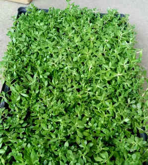 垂盆草种子种植方法，垂盆草种子怎么种植