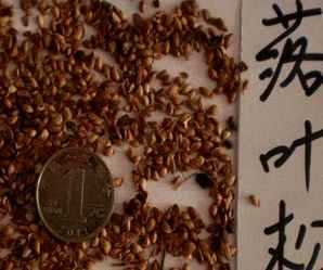 落叶松种子，落叶松种子介绍