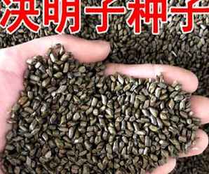 决明子种子在哪能买到，决明子种子
