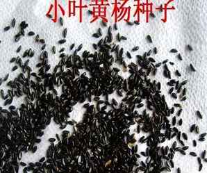 黄杨的种子哪里有卖的，黄杨种子的产地在哪里