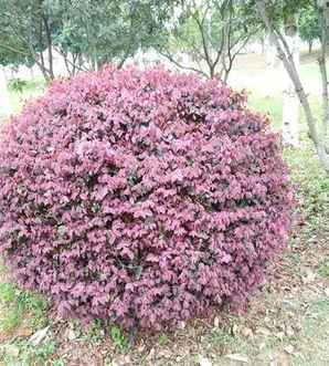 红花继木的种子怎样种植，红花继木桩头种植私家庭院如何