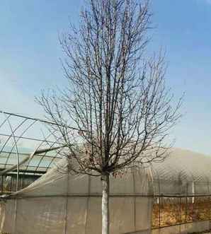 彩叶豆梨耐寒习性，彩叶豆梨种植区域