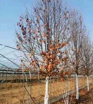彩叶豆梨耐寒习性，彩叶豆梨种植区域