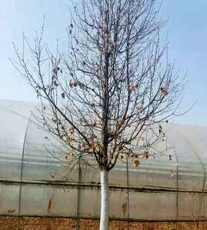 彩叶豆梨耐寒习性，彩叶豆梨种植区域