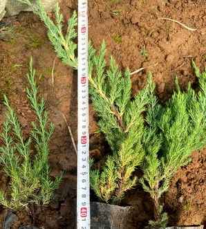 铺地柏是水生植物吗，铺地柏是地被植物吗