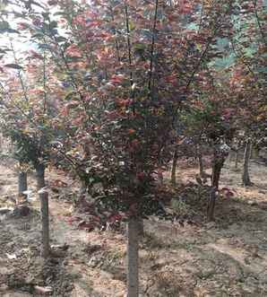 什么是梅花形分布，梅花的分布范围