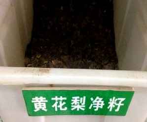 黄花梨种子，黄花梨种子怎么育苗