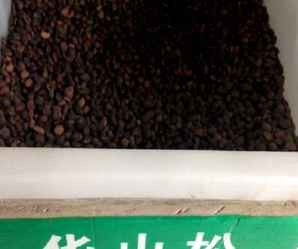 华山松种子，华山松种子质量标准