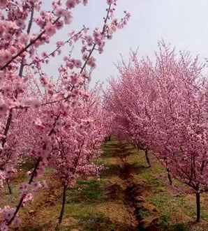 梅花病虫害防治，梅花病虫害症状与防治