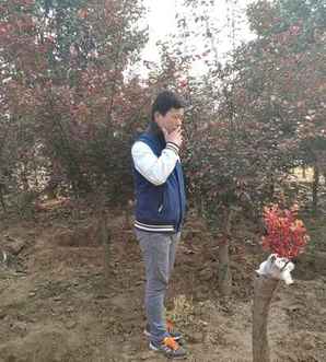 梅花病虫害图片欣赏大全，梅花的病虫害以及防治方法