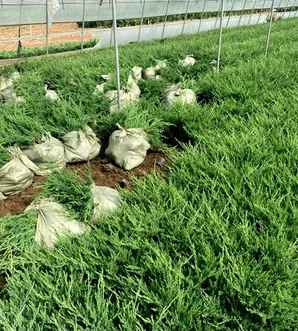 铺地柏的种植与养护，铺地柏移栽后养护