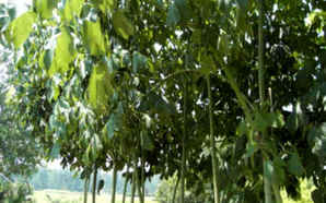 青桐树寿命多久，公分青桐树价格