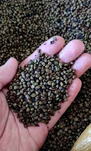 爬山虎种子种植方法，爬山虎种子价格多少
