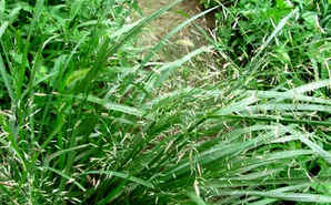 画眉草多少钱一株？，弯叶画眉草图片及价格