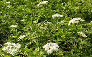 蛇床子种植用什么封闭药，蛇床子种子种植条件