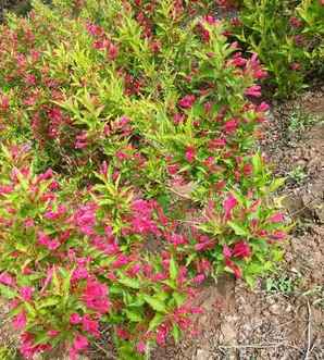 红王子锦带花，红王子锦带花耐寒多少度