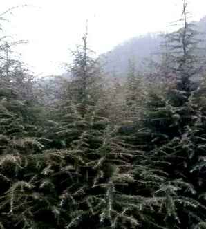 雪松基本信息，雪松集团最新信息
