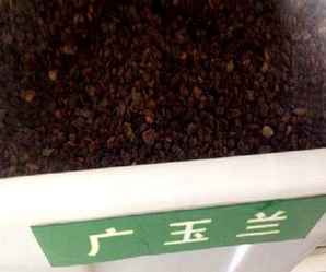 广玉兰种子有什么用处，广玉兰种子