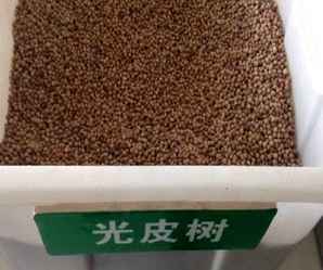 光皮树种子种植，光皮树种子